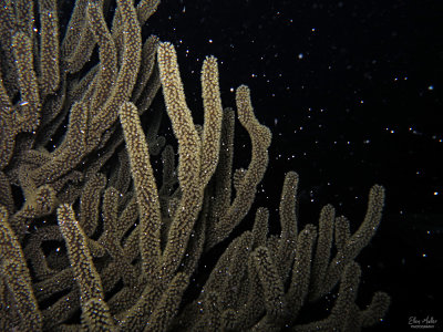 Sea Rod Spawning