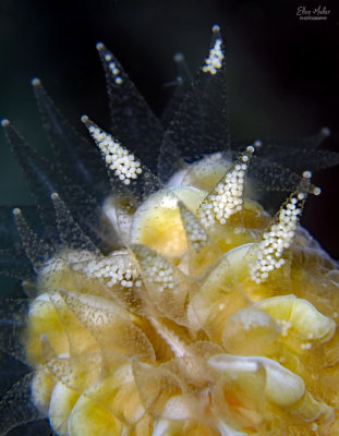 Flower Coral Eggs