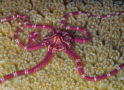 Juvenile Antillean Brittle Star