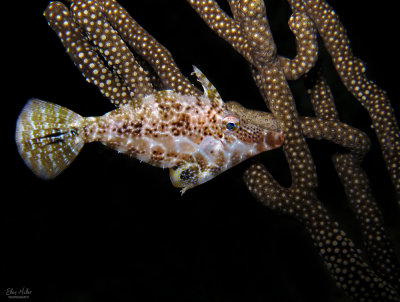 Slender Filefish