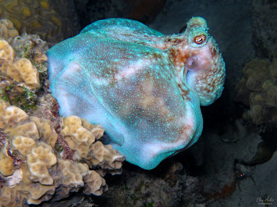 Caribbean Reef Octopus
