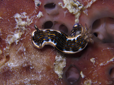 Gold-lined Sea Goddess