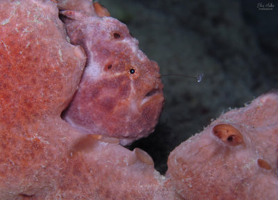 Pink Frogfish Fishing