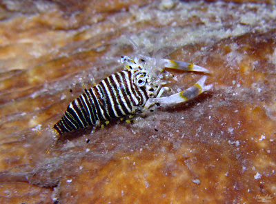 Striped Bumblebee Shrimp