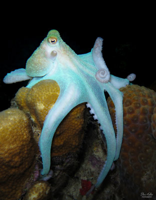 Octopus briareus