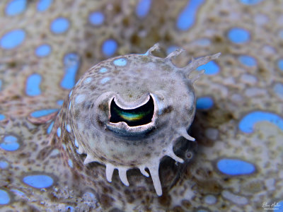 Flounder Eye
