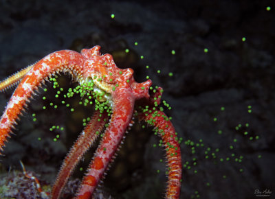 Brittle Star Spawning