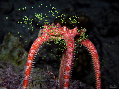 Brittle Star Spawning