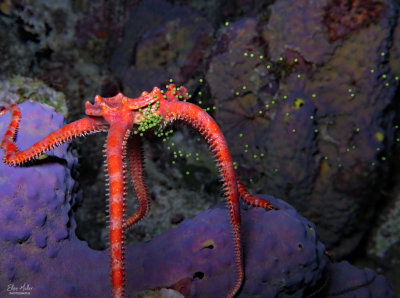 Brittle Star Spawning