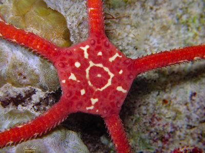 Brittle Star