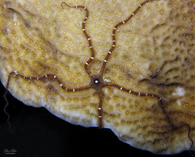 Chocolate Brittle Star