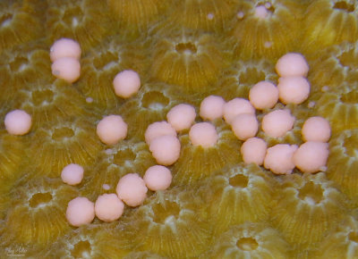 Lobed Star Coral Eggs
