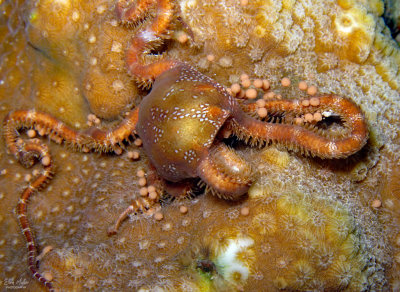 Antillean Brittle Star Eating Coral Eggs