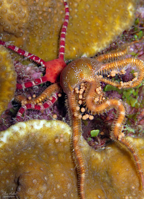 Antillean Brittle Star Eating Coral Eggs