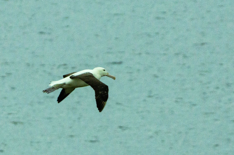 Flying Albatross