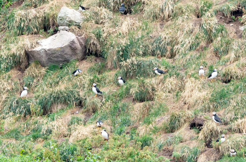 All the Puffins
