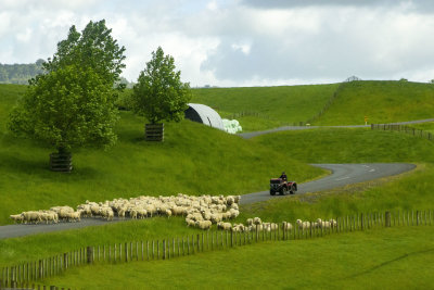 Sheep Farm