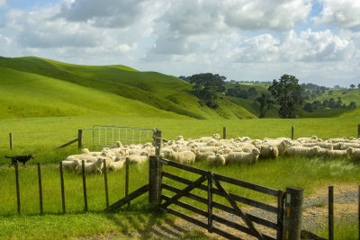 Sheep Farm
