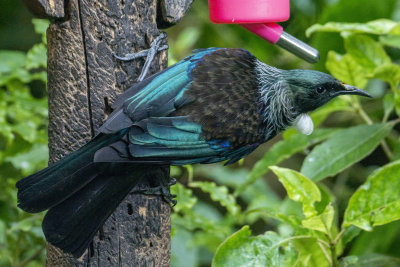 Tui