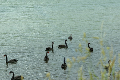 Bevy of Black Swans