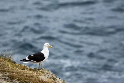 Black-backed Gull