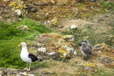 Black-backed Gull and Chicks