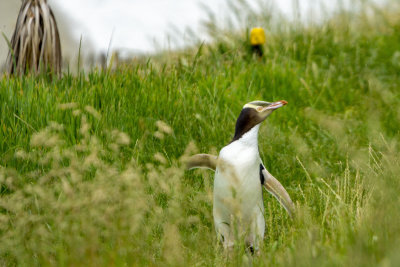 Yellow-Eyed Penguin