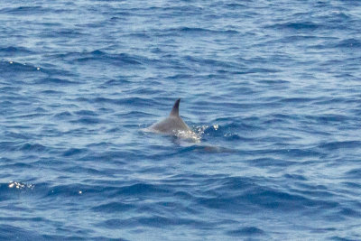 Playful Dolphins