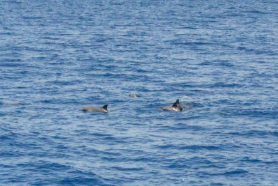 Playful Dolphins