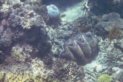 Giant Clam