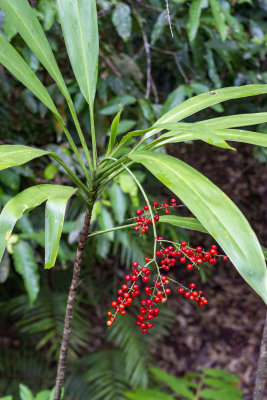 Berries