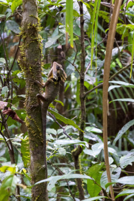 Boyd's Forest Dragon