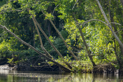 Daintree River Cruise