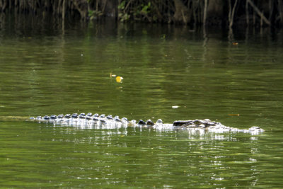 Crocodile