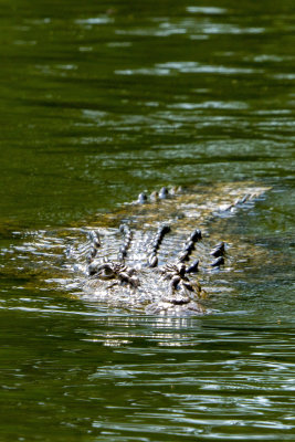 Crocodile