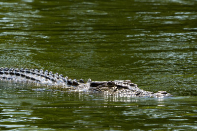 Crocodile