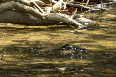 Crocodile