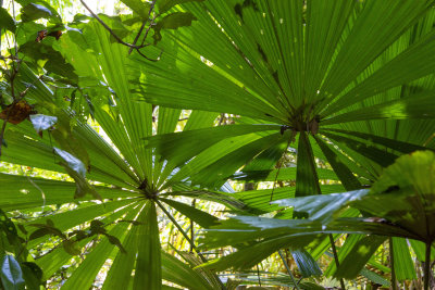 Fronds
