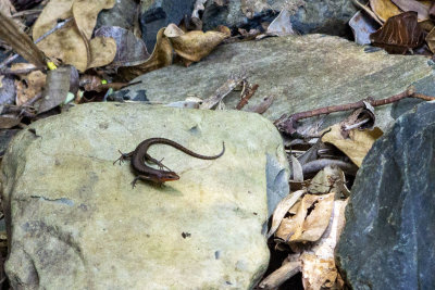 Rock Critter
