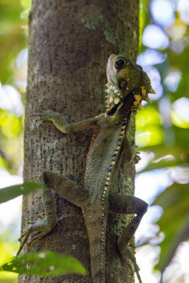 Boyd's Forest Dragon