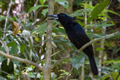 Noisy Bird