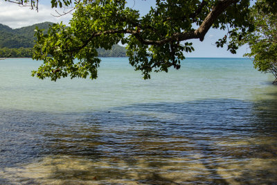 Shady Waters