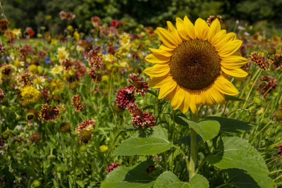 Sunflower and Wild Flowers