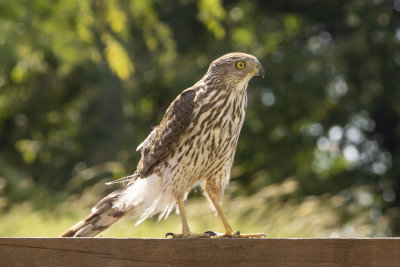 Cooper's Hawk