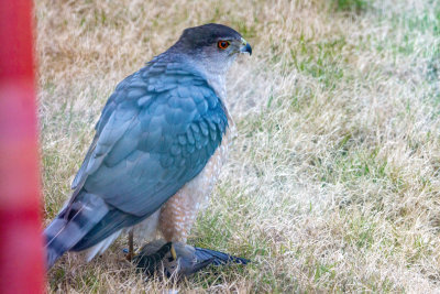 Cooperr's Hawk with Breakfast