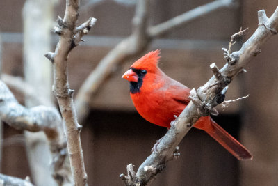 Mister Cardinal