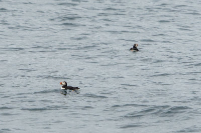Floating Puffins