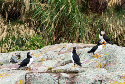 Puffins on the Rocks