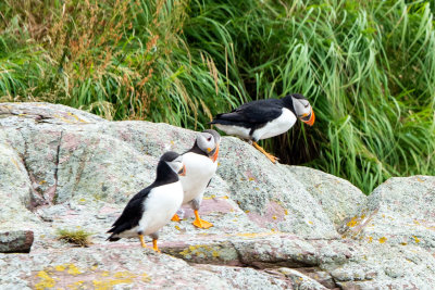 Puffins on the Rocks