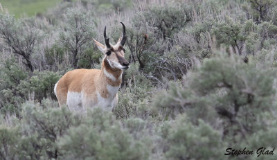 Pronghorn Antelope